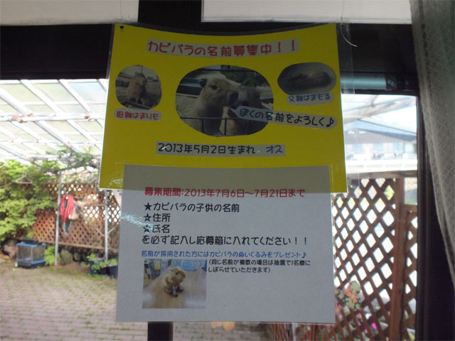 成長早すぎ!_a0179837_15111875.jpg