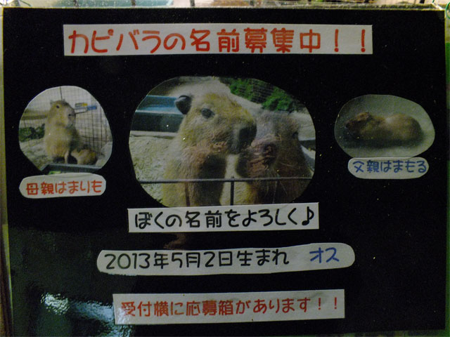 成長早すぎ!_a0179837_159238.jpg