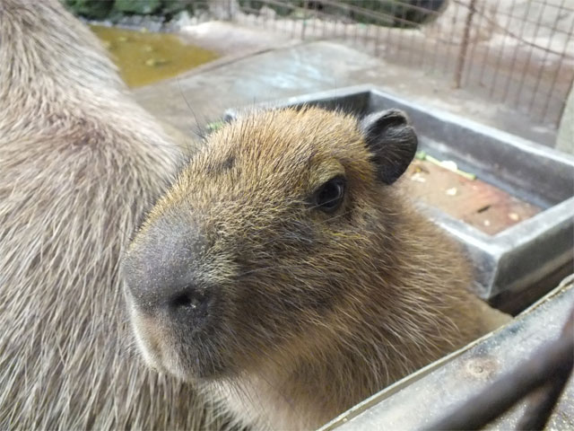 成長早すぎ!_a0179837_16143280.jpg