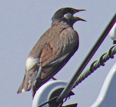 c0184737_15181490.png