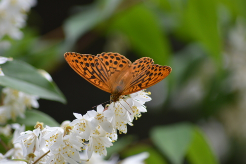 ヒョウモンチョウ達　信州高原編_d0254540_627912.jpg