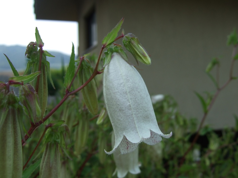 繁茂する夏草の中_d0001843_234219.jpg