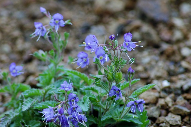 f0202445_1740714.jpg