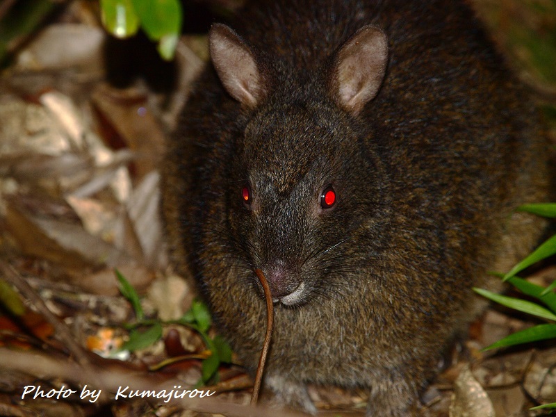 アマミノクロウサギ_b0192746_90119.jpg