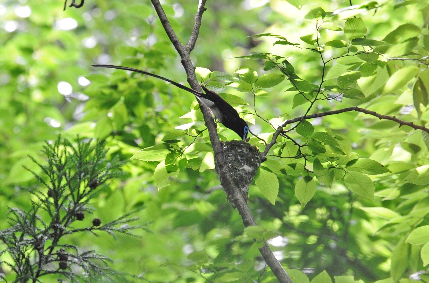 サンコウチョウ・・・子育て_c0233349_14591922.jpg