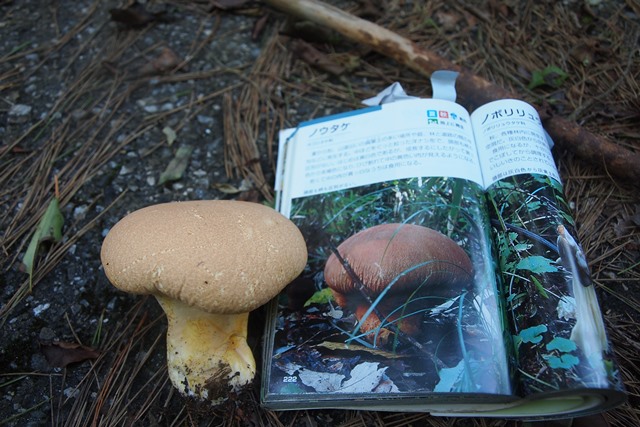 きのこトレ_b0227552_1681546.jpg