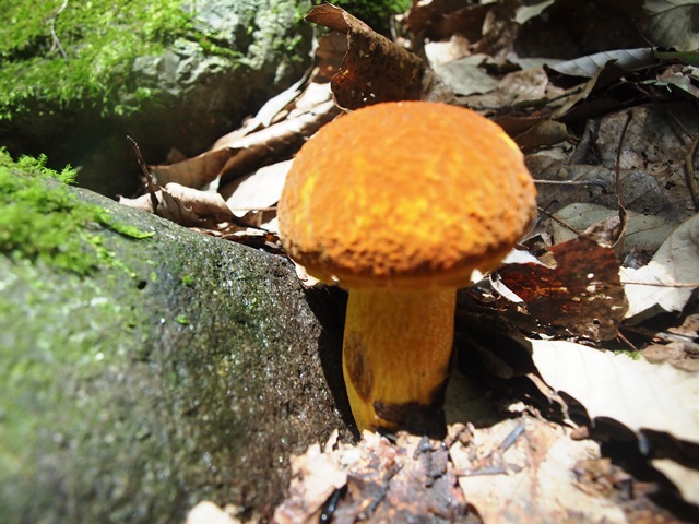きのこトレ_b0227552_169212.jpg