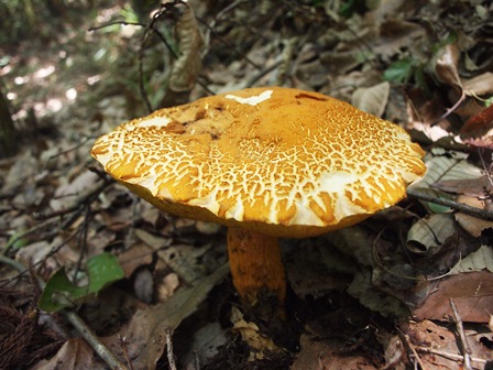 きのこトレ_b0227552_169792.jpg