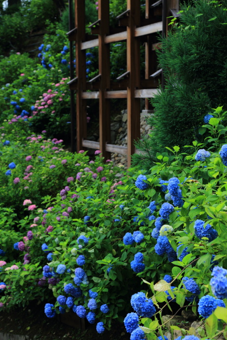 善峯寺 紫陽花 2013 その2_a0176855_0341169.jpg