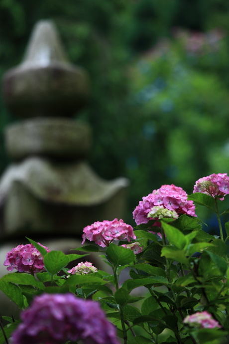 善峯寺 紫陽花 2013 その2_a0176855_0343214.jpg