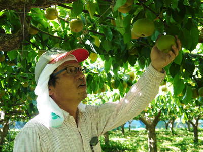 熊本梨 本藤果樹園 順調に樹上完熟!!まもなく出荷です!_a0254656_15185011.jpg