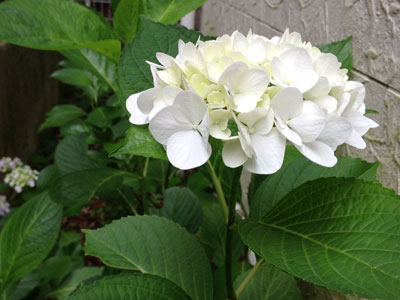 c0050264_10263937.jpg