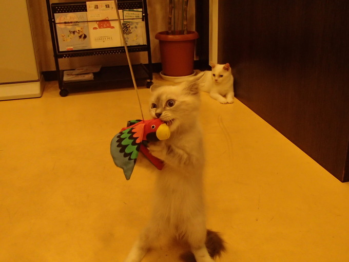 ハンター_b0287468_1514766.jpg