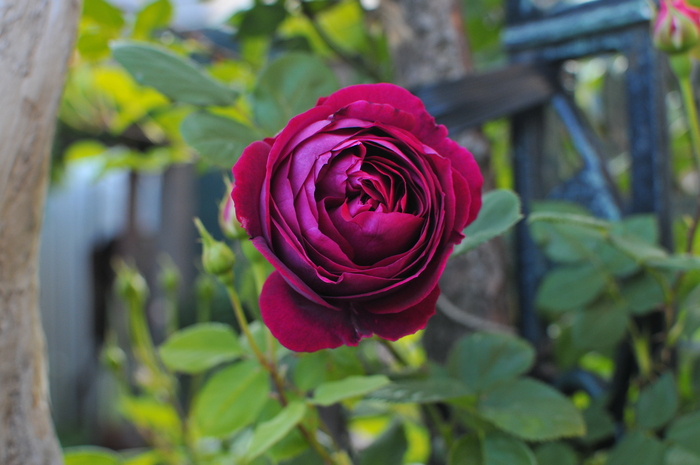 上質なバラ フォールスタッフ : JUDEの庭と薔薇のカヲリ 上質なバラ フォールスタッフ : JUDEの庭と薔薇のカヲリ