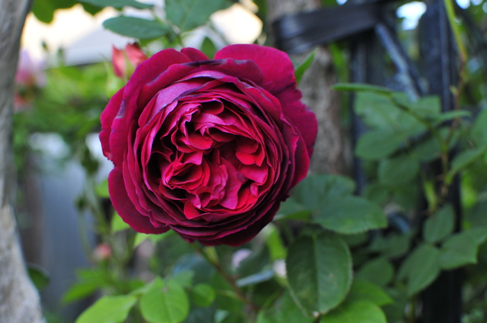 上質なバラ フォールスタッフ ｊｕｄｅの庭と薔薇のカヲリ
