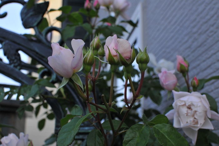 強健さと儚さ ザ・ジェネラス ガーデナー : JUDEの庭と薔薇