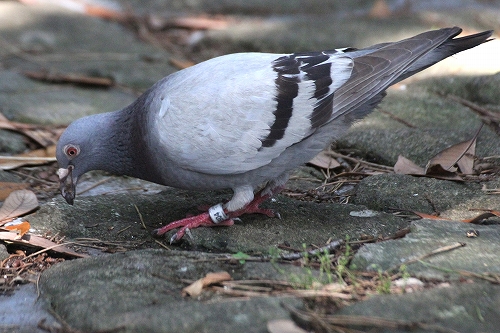 ★秋の渡り始まる・・・先週末の鳥類園(2013.7.6~7)_e0046474_2325434.jpg