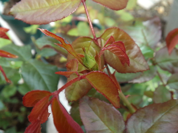 a0279990_21441572.jpg