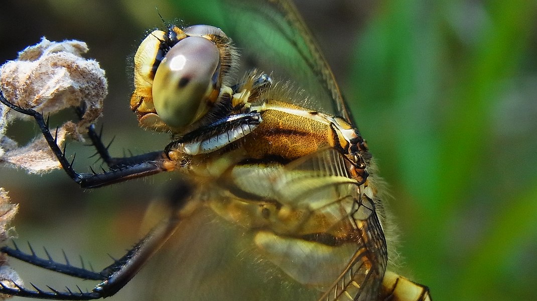a0152692_1739515.jpg