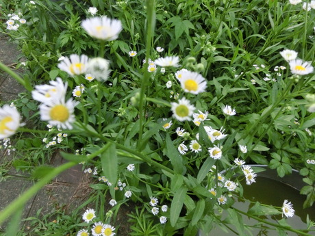 a0203003_19482692.jpg