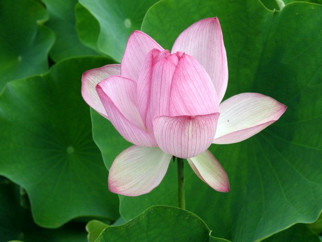 古代ハス_c0036203_20463172.jpg