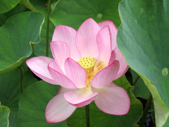 古代ハス_c0036203_2053944.jpg