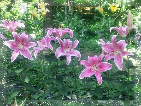d0306603_0485171.jpg