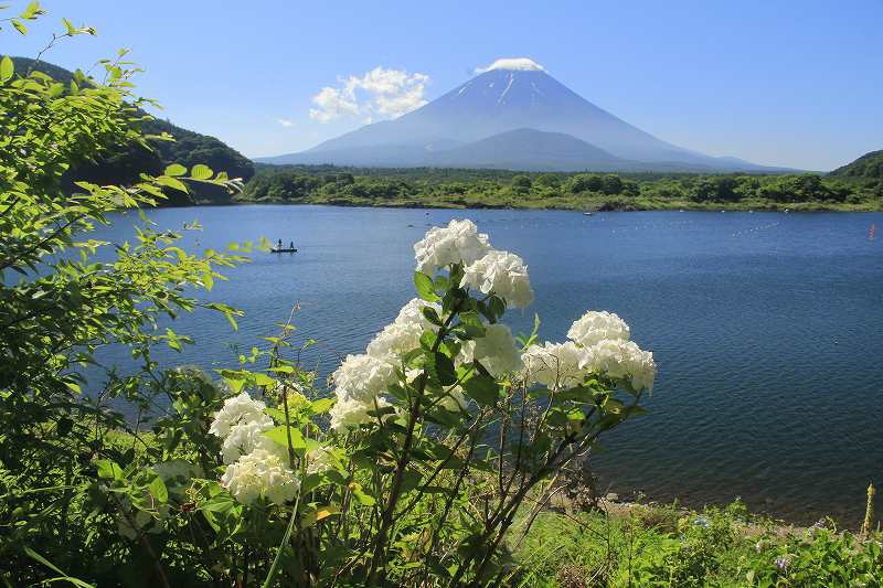 精進湖のアジサイ_a0188405_16255813.jpg