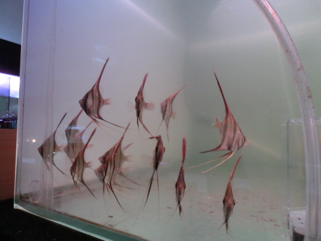 アルタムエンゼル 2013_b0141806_22442981.jpg