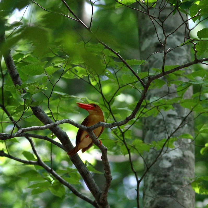 火の鳥・アカショウビンに会いに・・・プチ遠征第１弾_c0213607_1894118.jpg