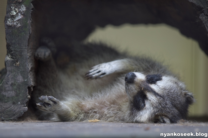 旭山動物園に行ってきた 怠惰な動物さん編 Nyankoseek Blog