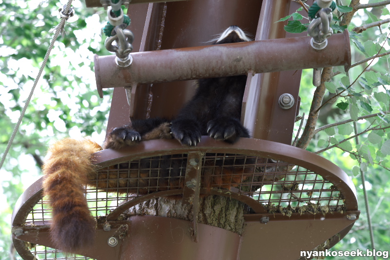 旭山動物園に行ってきた 怠惰な動物さん編 Nyankoseek Blog 旭山動物園に行ってきた 怠惰な動物さん編 Nyankoseek Blog