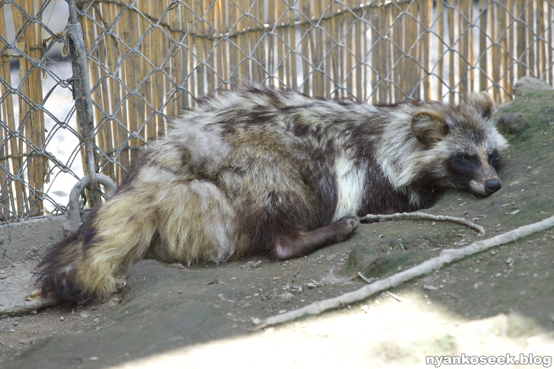 旭山動物園に行ってきた 怠惰な動物さん編 Nyankoseek Blog 旭山動物園に行ってきた 怠惰な動物さん編 Nyankoseek Blog