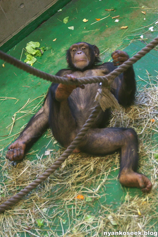 旭山動物園に行ってきた 怠惰な動物さん編 Nyankoseek Blog 旭山動物園に行ってきた 怠惰な動物さん編 Nyankoseek Blog