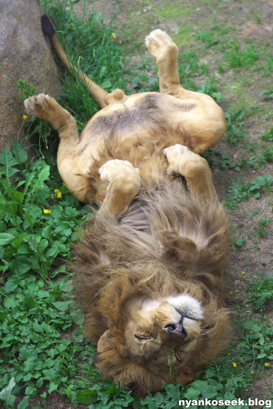 旭山動物園に行ってきた 怠惰な動物さん編 Nyankoseek Blog 旭山動物園に行ってきた 怠惰な動物さん編 Nyankoseek Blog