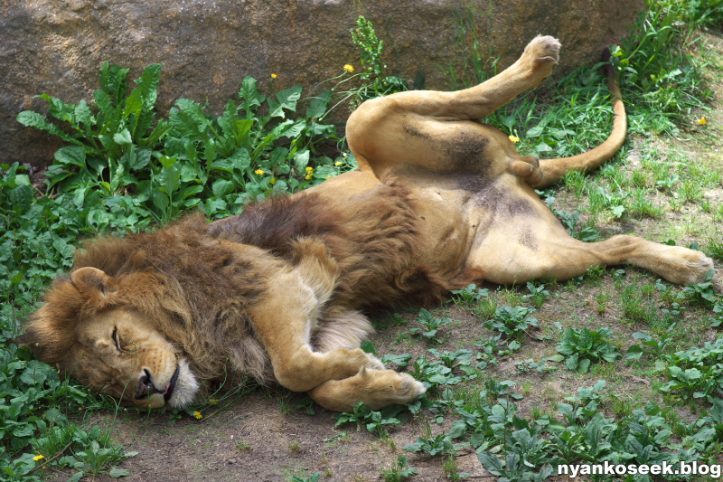 旭山動物園に行ってきた 怠惰な動物さん編 Nyankoseek Blog 旭山動物園に行ってきた 怠惰な動物さん編 Nyankoseek Blog