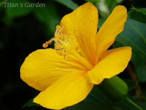 Hibiscus kokio subsp. saintjohnianus （Yellow flowering form）_b0099813_09242.jpg