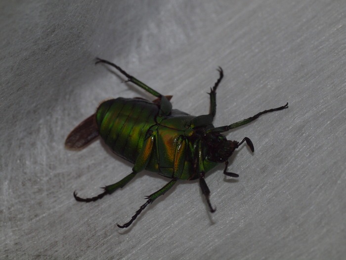 アオカナブン_c0116915_0414045.jpg