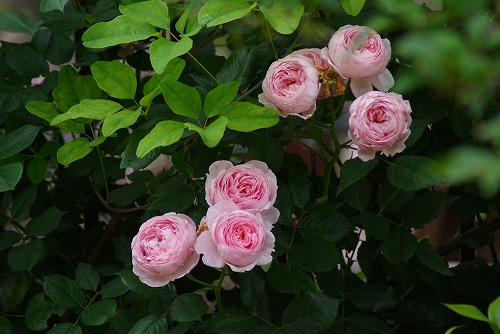f0170524_12311973.jpg