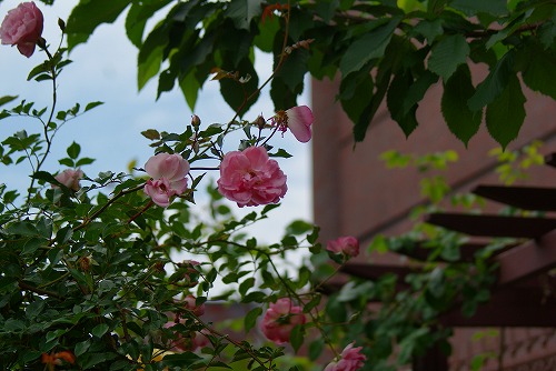 f0170524_12372944.jpg