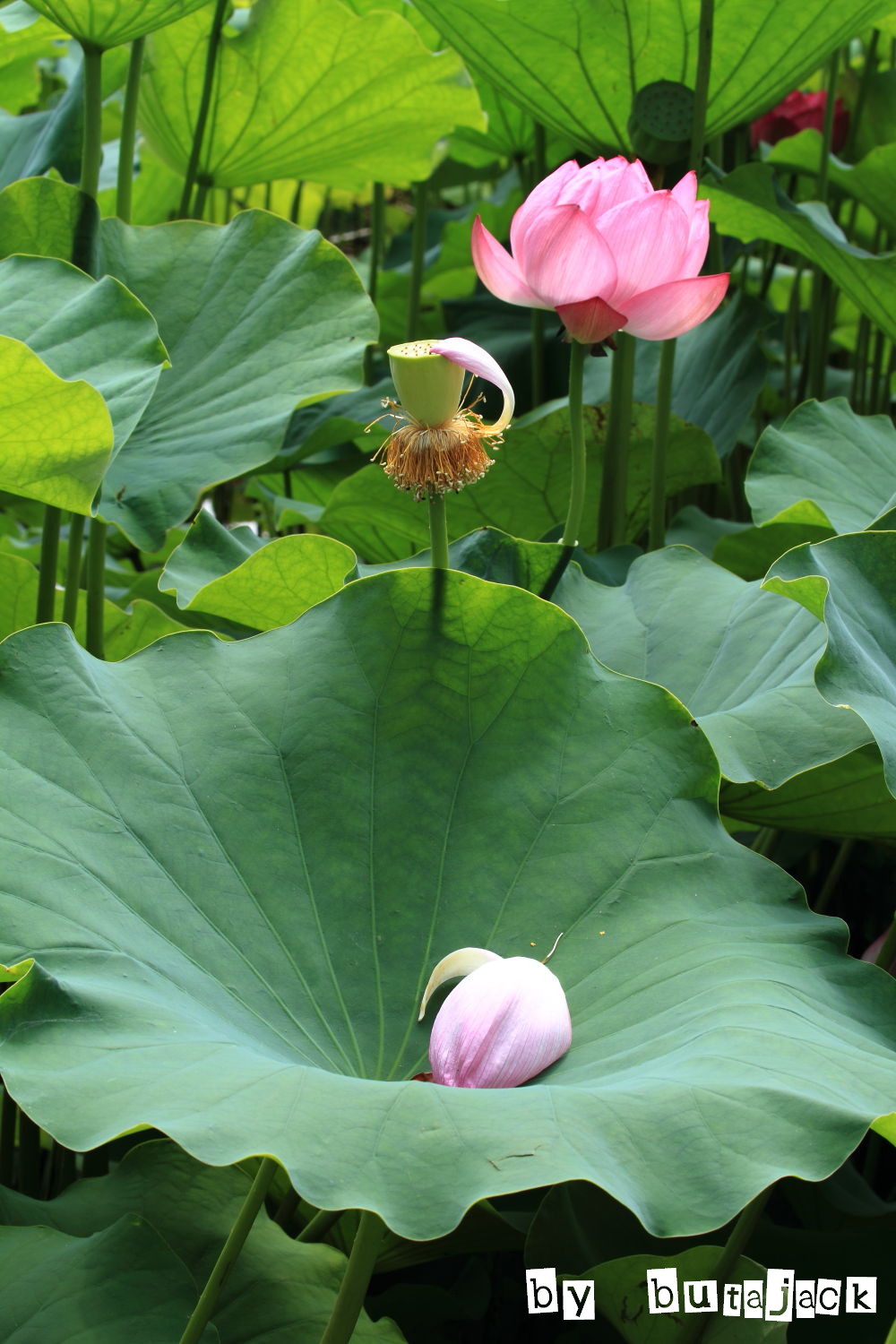 伊賀八幡宮の蓮の花・・・Ｐａｒｔ－２_e0220828_1805747.jpg