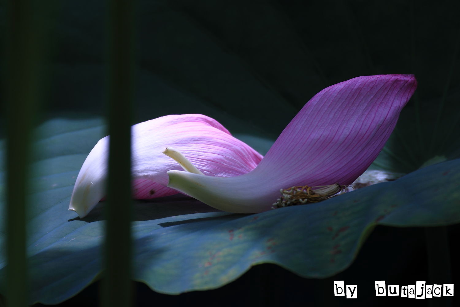 伊賀八幡宮の蓮の花・・・Ｐａｒｔ－２_e0220828_1812013.jpg