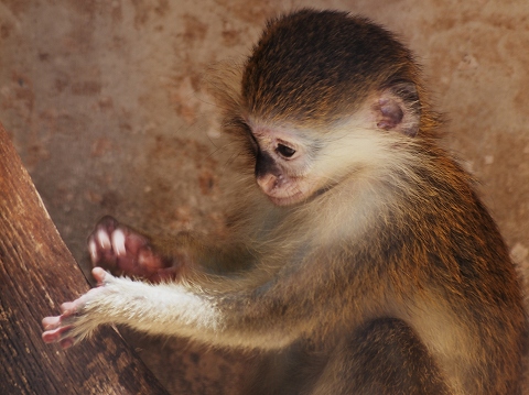 動物園_c0077531_22115736.jpg
