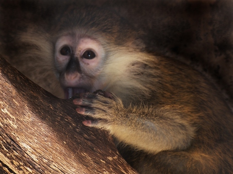 動物園_c0077531_2212398.jpg
