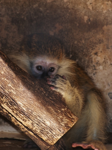 動物園_c0077531_2212833.jpg