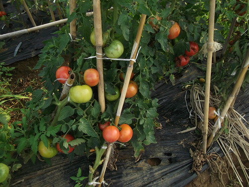 夏野菜の価格が高騰中だそうです。_b0137932_23414291.jpg