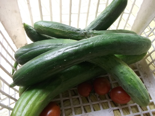 夏野菜の価格が高騰中だそうです。_b0137932_23432086.jpg