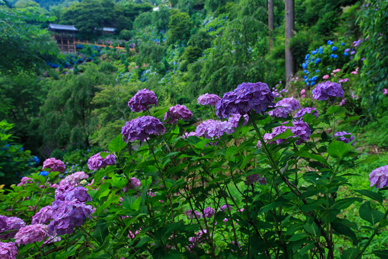 紫陽花咲き乱れる善峯寺・後編_f0155048_1803126.jpg