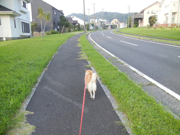 ’13,7,13(土)朝散歩でダイビングを思い出したYO!_f0060461_120671.jpg