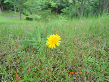 夏の植物いろいろ（2013年7月4日～12日）_f0140773_17215070.gif